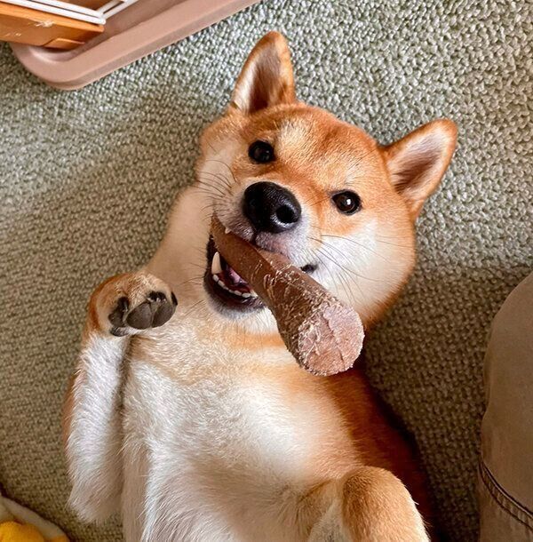 見つめるむぎまるくん