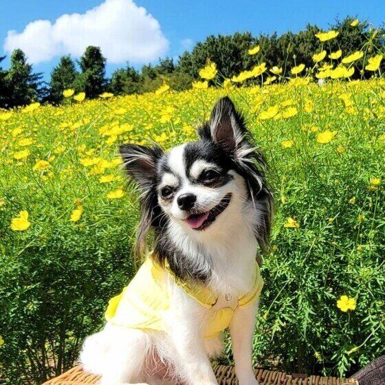 チワワのそらくん