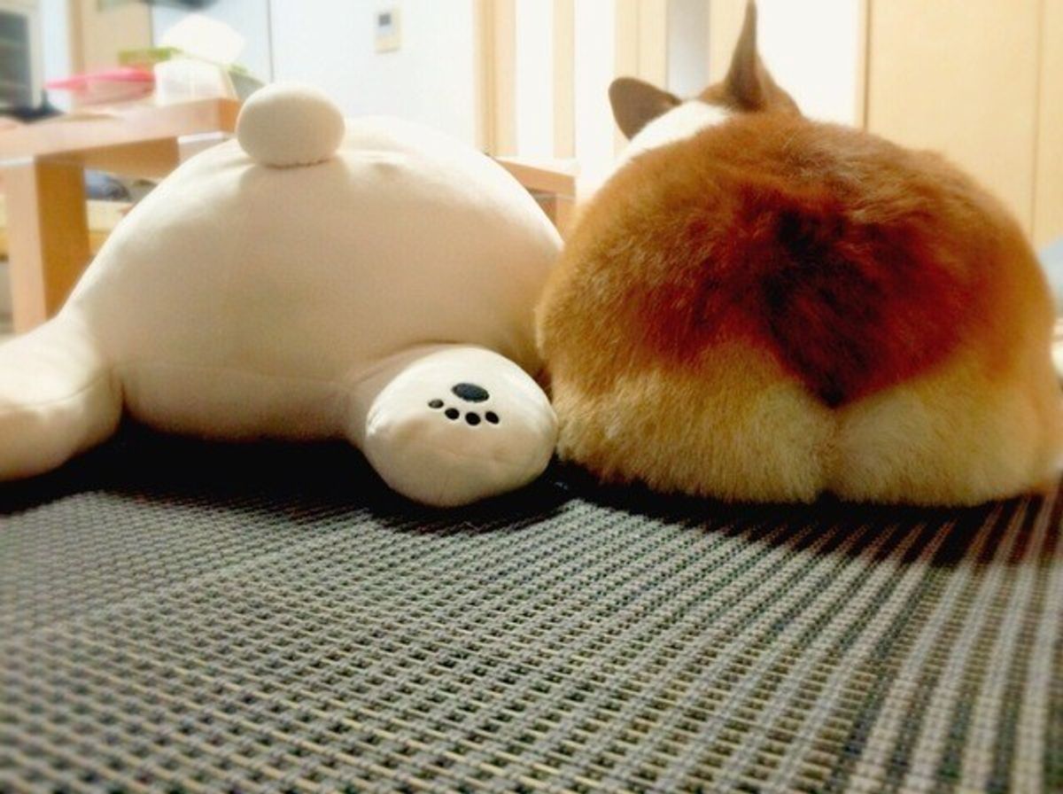 画像つき コーギーのしっぽが切られる理由や時期 考え方について いぬのきもちweb Magazine 画像つき コーギーのしっぽが切られる理由や時期 考え方について いぬのきもちweb Magazine