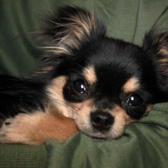 チワワの小鉄ちゃん