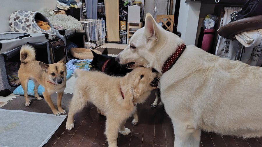 同居犬と写るルディちゃん