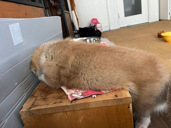 台の上で眠る虎希くん