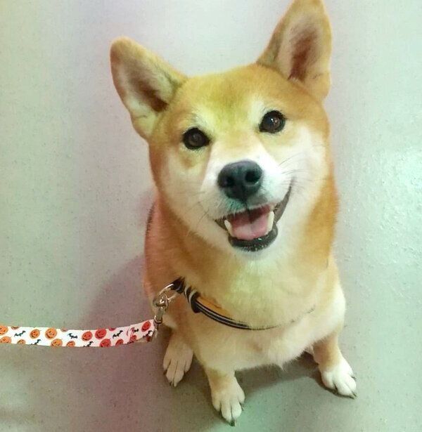 笑顔のフクコちゃん