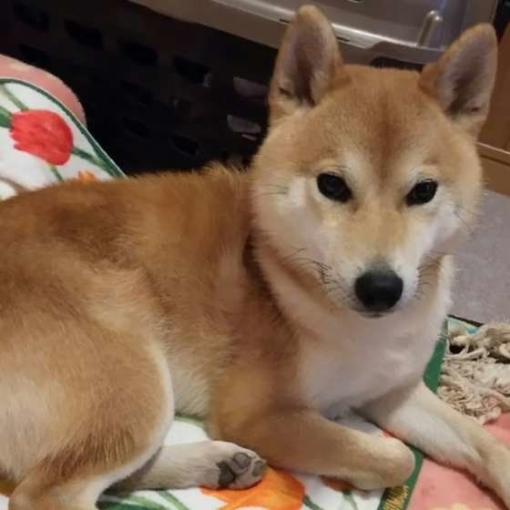 柴犬のらっくちゃん