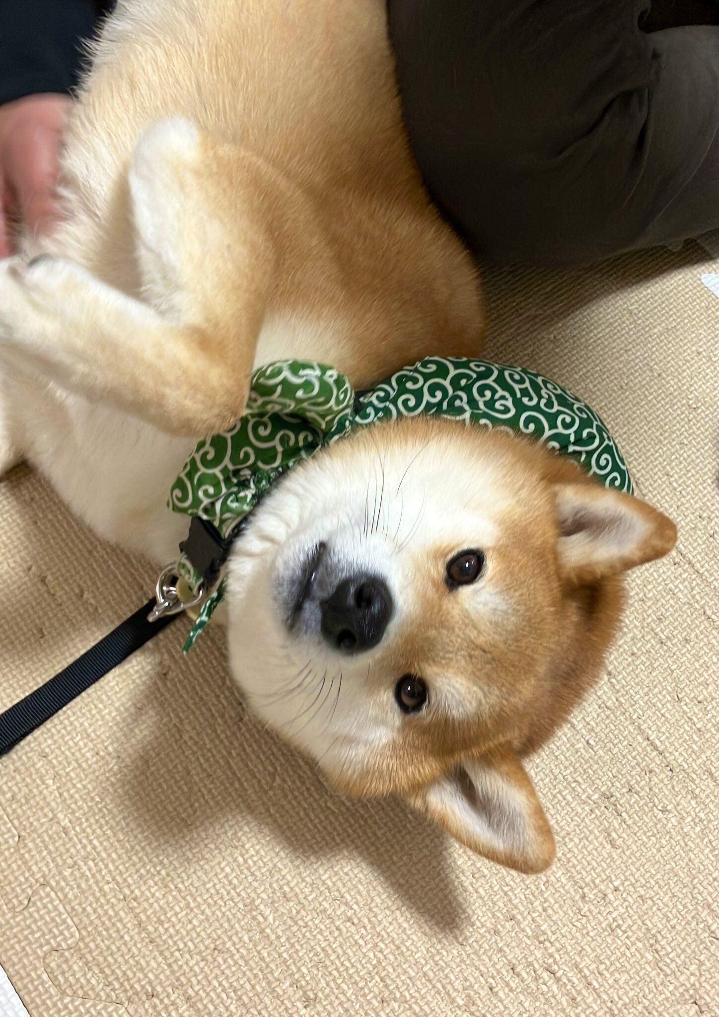 寝転んで飼い主を見る柴犬