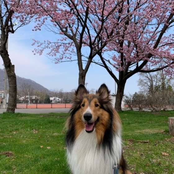 シェットランド・シープドッグのゆーりちゃん