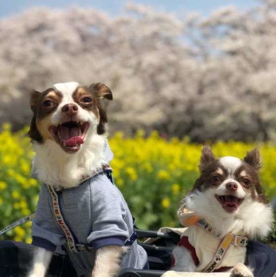 チワワ・LOVE・お友達