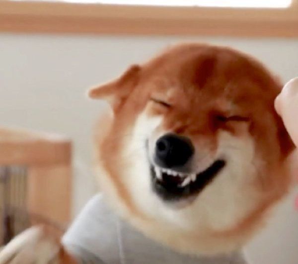 最大級のおもてなしをする柴犬