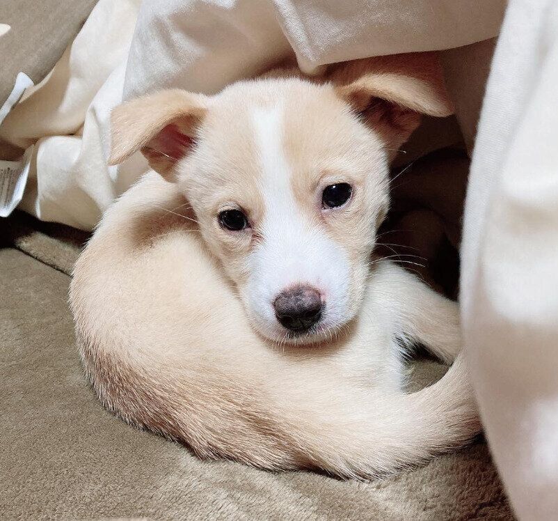 生後約2カ月の犬