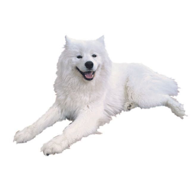 寒さに強く、熱さに弱い