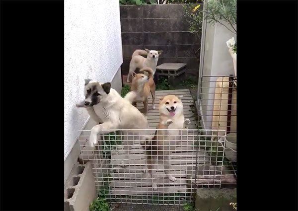 飼い主さんを見つけて喜ぶ犬たち