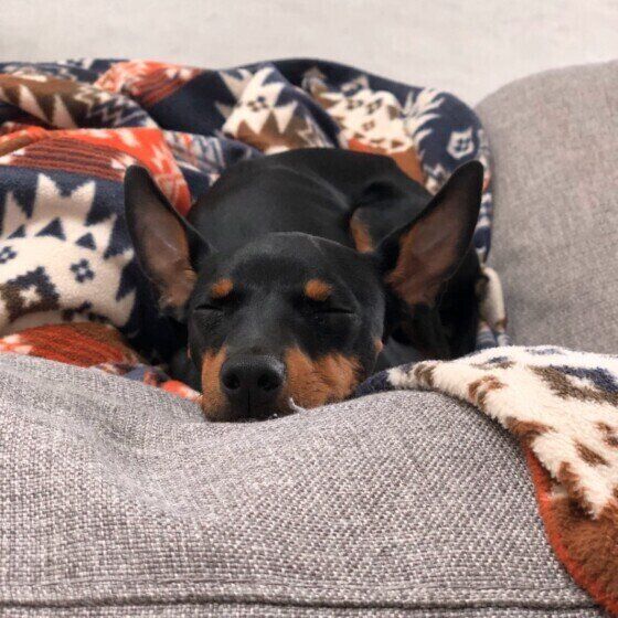 眠っているトイ・マンチェスター・テリア