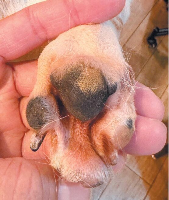 指間皮膚炎の症例写真