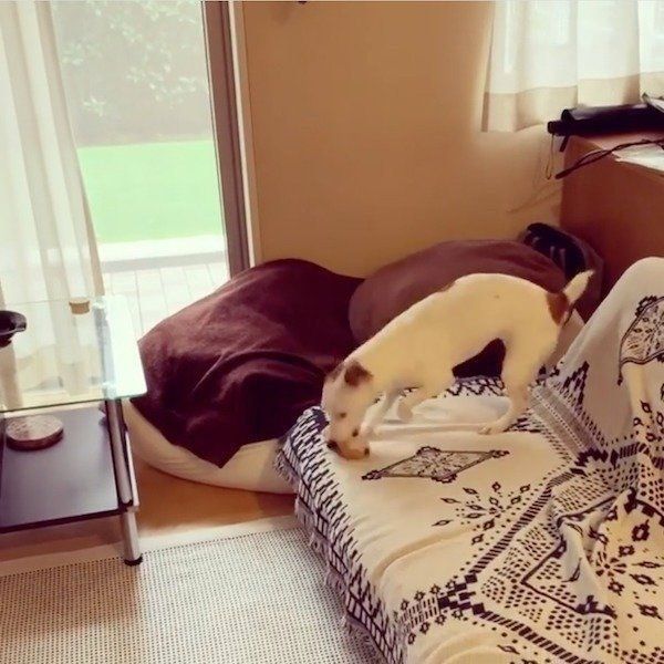 隠したおもちゃをすぐに探し当てるタリーちゃん