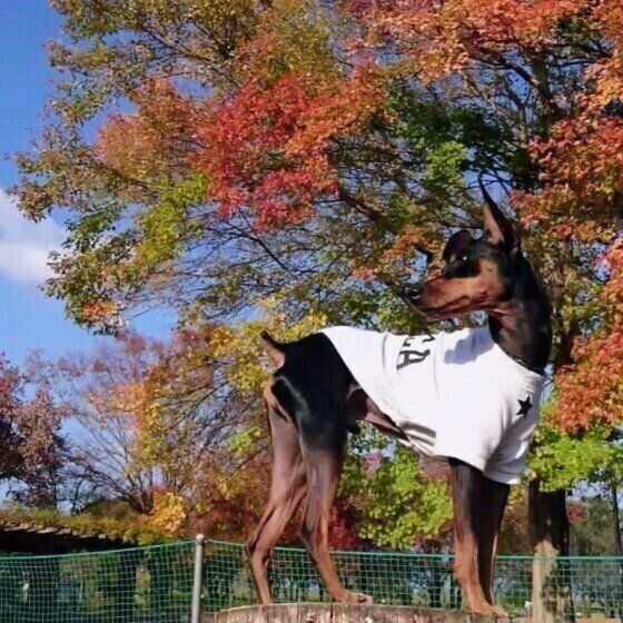 ミニチュア・ピンシャーのオズワルドくん