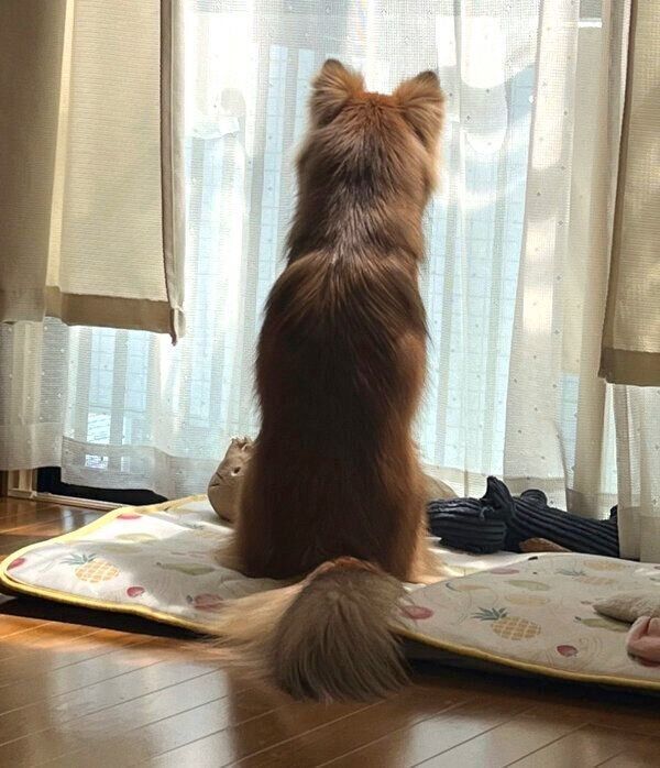 3才5カ月頃のこまめちゃん