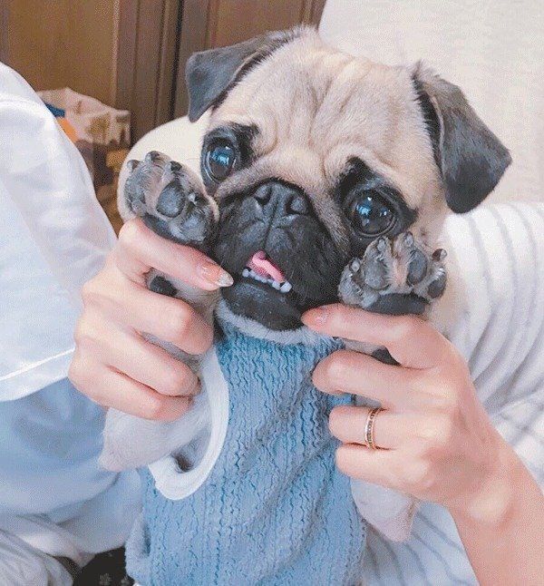 飼い主さんとぱぐぞうくん