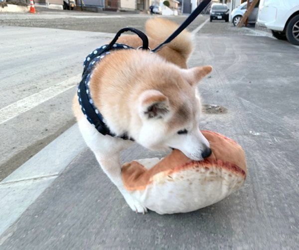 パン柄のクッションをくわえて散歩する小次郎くん