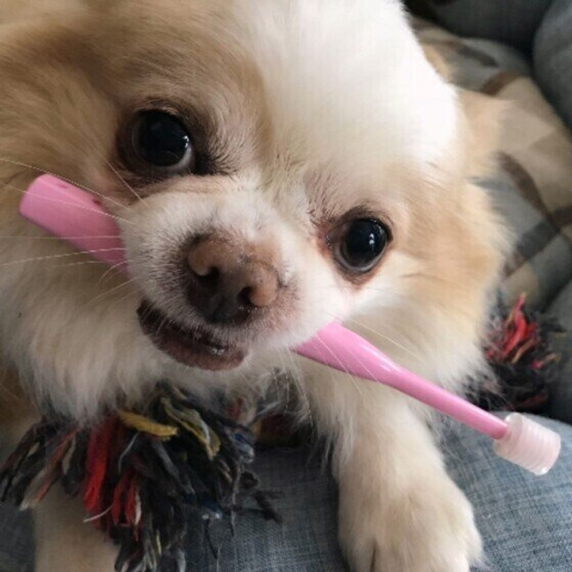 獣医師監修 犬が歯磨きを嫌がるときは ケース別おすすめグッズを解説 いぬのきもちweb Magazine 獣医師監修 犬が歯磨きを嫌がるときは ケース別おすすめグッズを解説 いぬのきもちweb Magazine