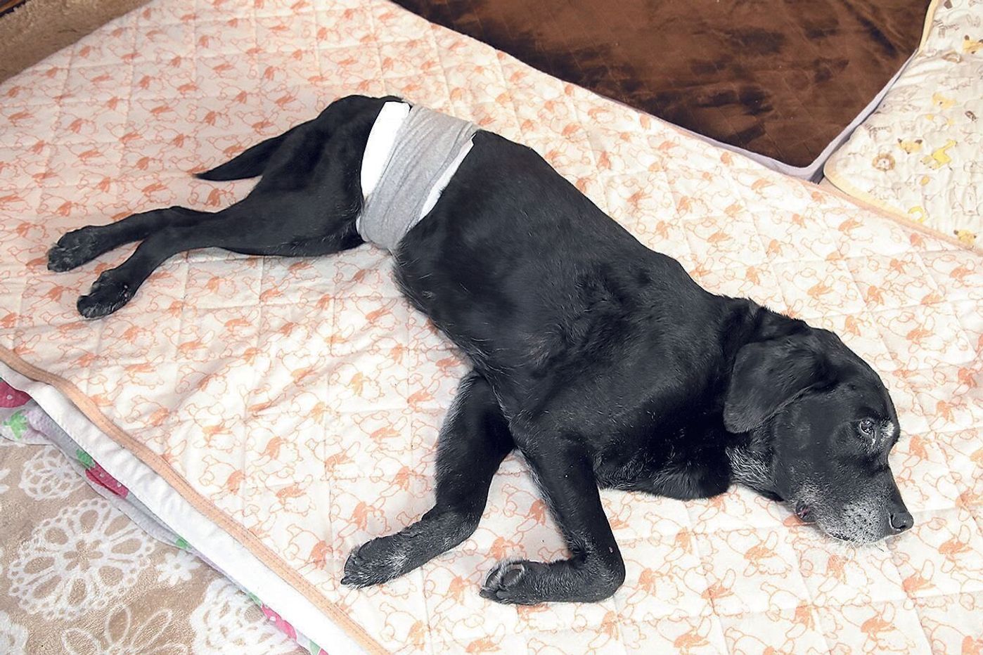 命を脅かす腎不全とどう向き合うか 病気と闘う愛犬と飼い主さんの思い いぬのきもちweb Magazine 命を脅かす腎不全とどう向き合うか 病気と闘う愛犬と飼い主さんの思い いぬのきもちweb Magazine