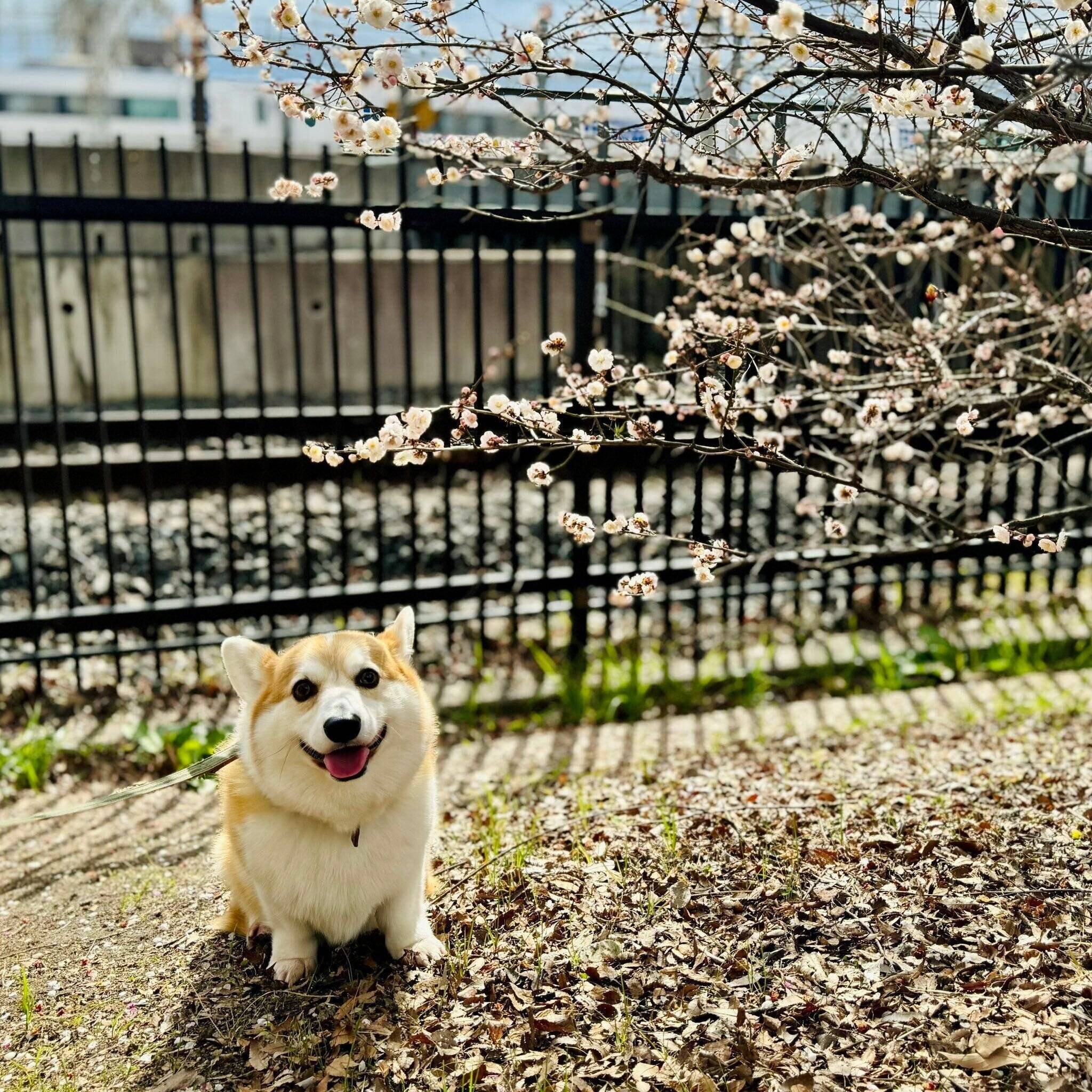 お出かけを楽しむガブちゃん