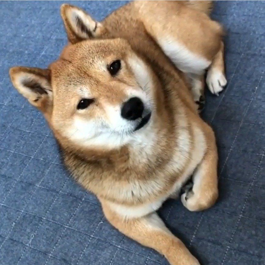 豆柴のフクちゃん