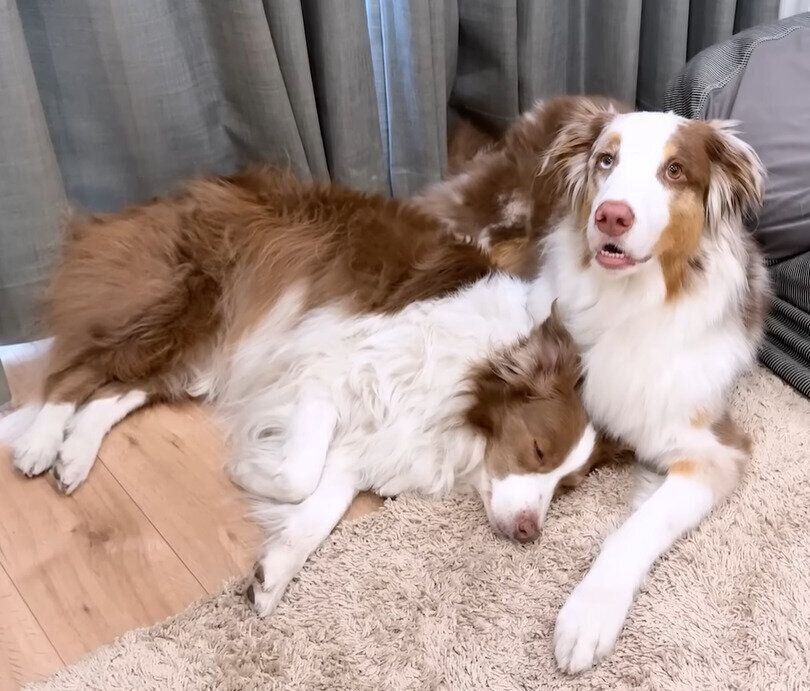 困ったガルチェロくん