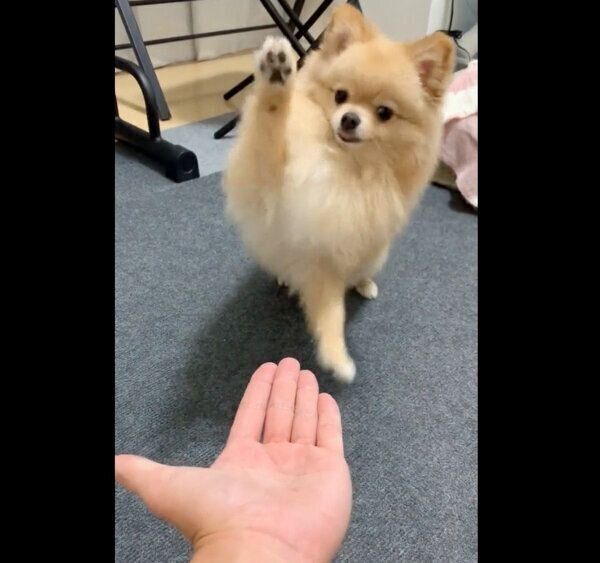 渾身の「オテ」を披露するポメくん