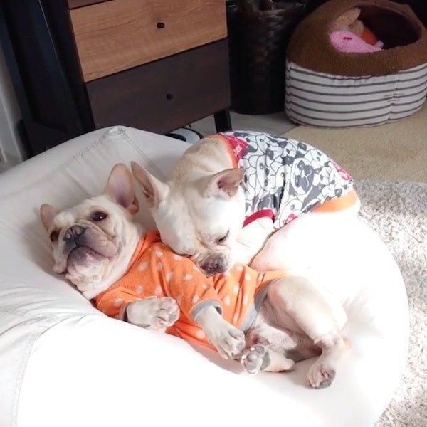 お兄ちゃんに寄り添うワンコ