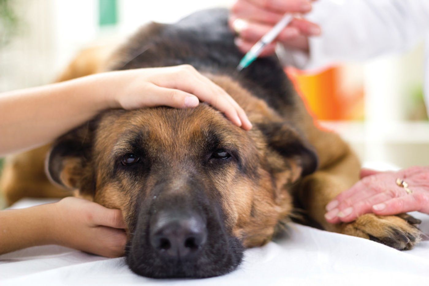 犬に必要な予防接種とは 狂犬病などの予防 ワクチンの種類や回数 費用などについて いぬのきもちweb Magazine 犬に必要な予防接種とは 狂犬病などの予防 ワクチンの種類や回数 費用などについて いぬのきもちweb Magazine