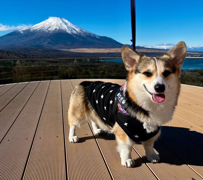 お出かけを楽しむロボちゃん