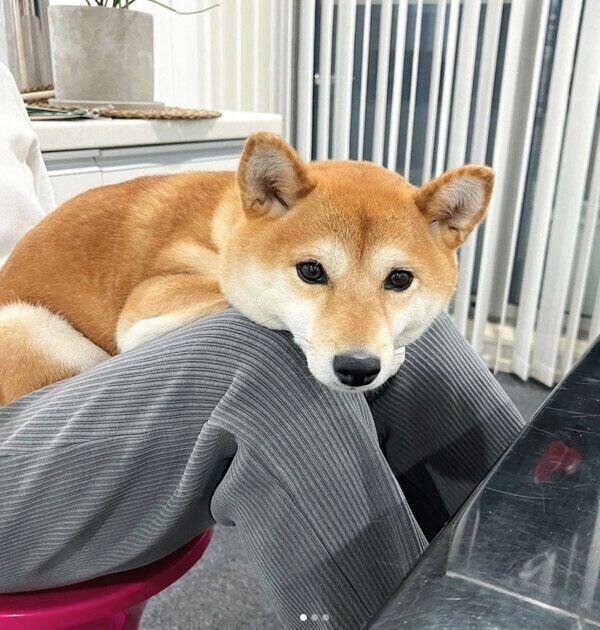 見つめるすずちゃん