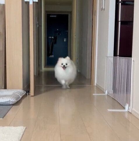 廊下を走る天くん