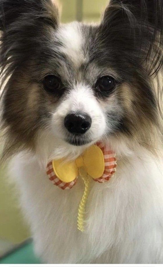 12才になったパピヨン