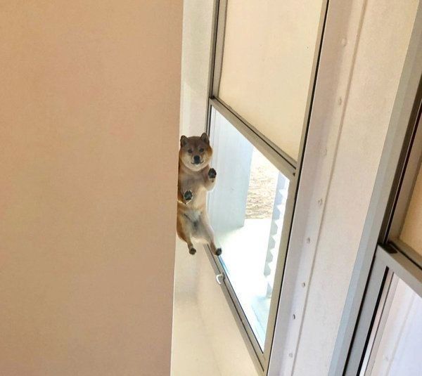 豆柴のあんこちゃん