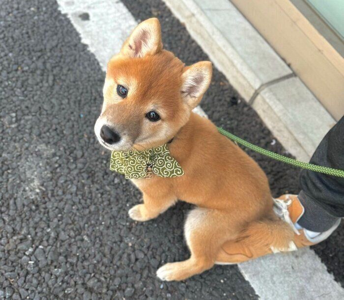 飼い主さんの足の上に乗るちゃむくん