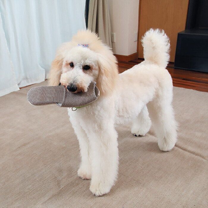 写真／尾﨑たまき