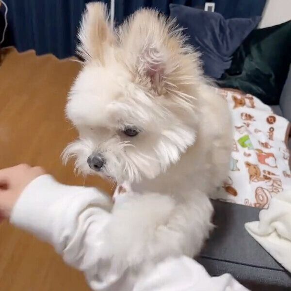 飼い主さんにしがみつくぽんたくん