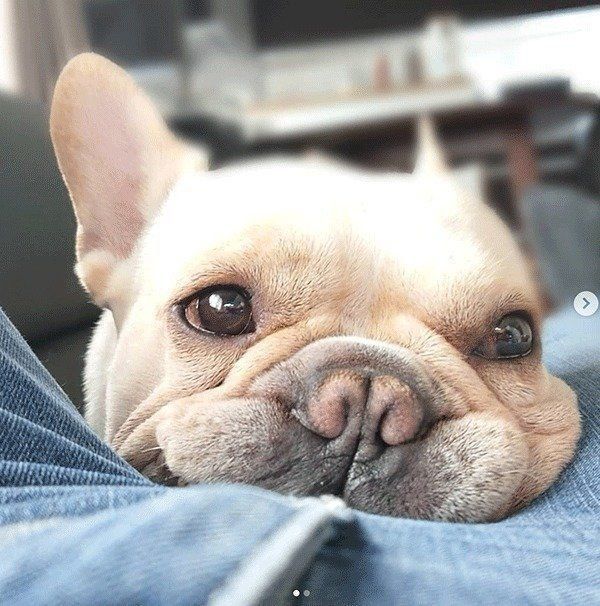 見つめるボブくん