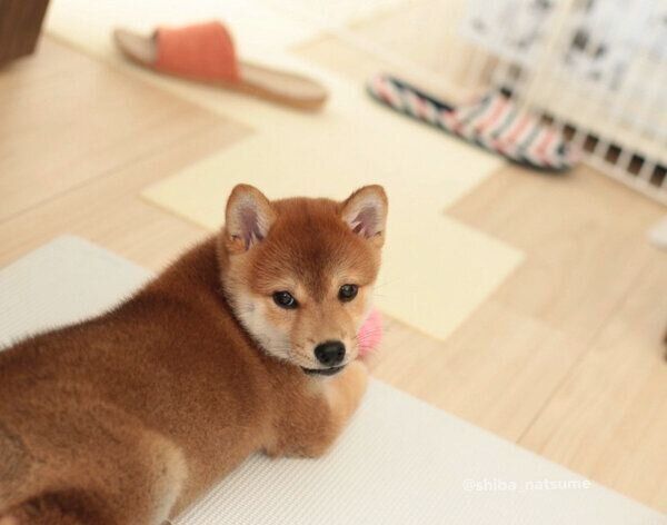 見つめるなつめちゃん