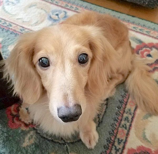 元繁殖犬・伶音ちゃん