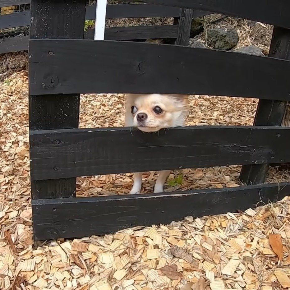 そこじゃないよ、みるくちゃん！