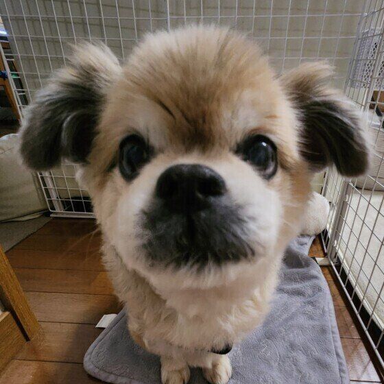 なぜ寂しくなるの？ シニア犬が人恋しくなる理由と対処法 いぬのきもち