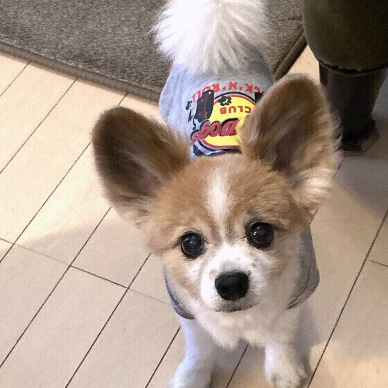 「大好きな飼い主さんを取られちゃう」と犬がヤキモチをやく？ 犬の嫉妬でみられる行動とは いぬのきもち