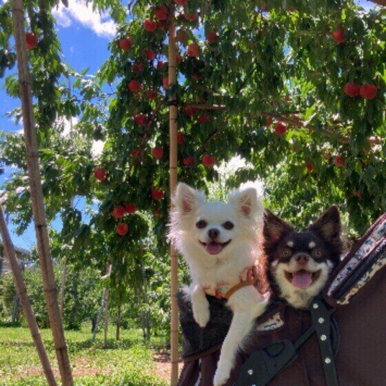 与え方次第では犬に危険！ 夏が旬の野菜や果物を与える際の注意点 いぬのきもち