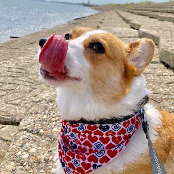 散歩するウェルシュ・コーギー・ペンブローク