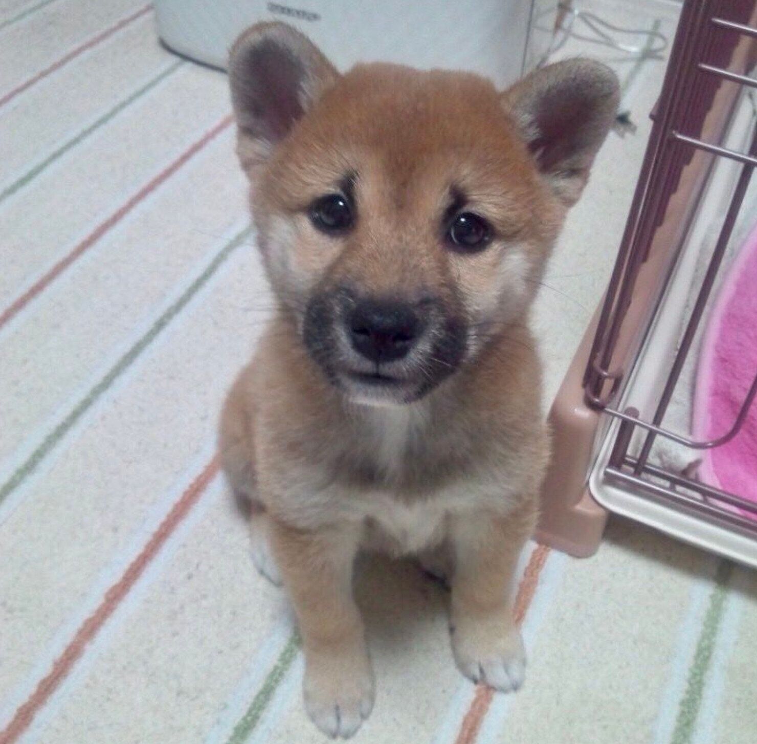 子犬時代のまるちゃん
