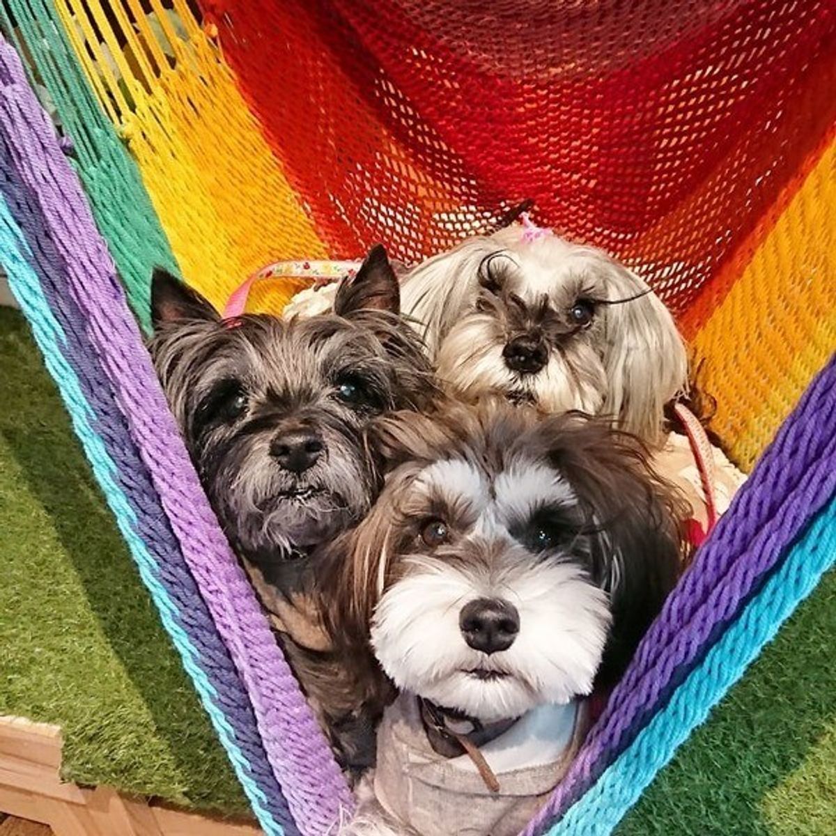 愛犬も入ってる 賢い犬種ランキング Top20 いぬのきもちweb Magazine 愛犬も入ってる 賢い犬種ランキング Top20 いぬのきもちweb Magazine