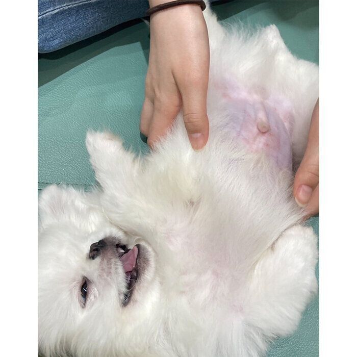 ペットショップで初めて会ったときのしらたまくん