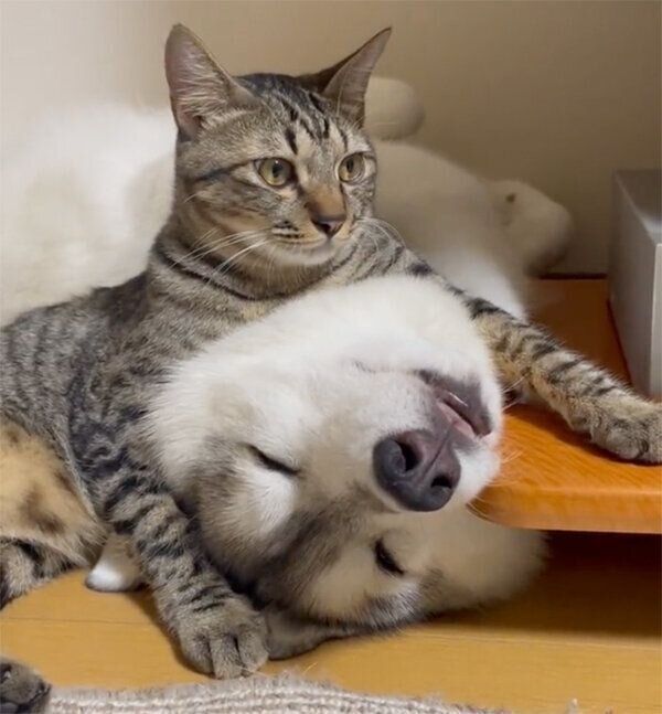 ユキちゃんとサンくん